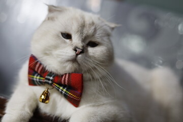 Isolated White Scottish fold, blue eyes
