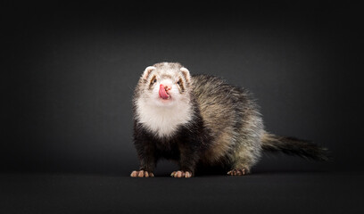 funny muzzle ferret in studio