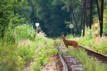 Disturbed roe deer, capreolus capreolus, crossing the grassy railway on sunny day. Buck with...