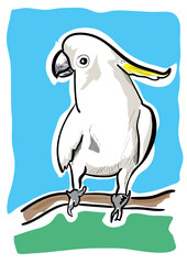 white parrot on the blue