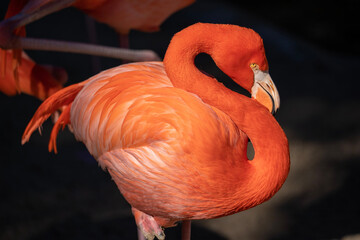close up of a flamingo