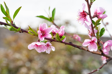 Peach blossom. Close-up of beautiful pink peach flowers against the sky, selective soft focus. Abstract natural background.