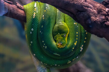 snake on tree