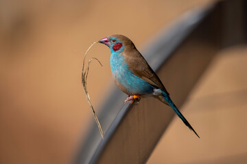 lilac breasted roller bird 