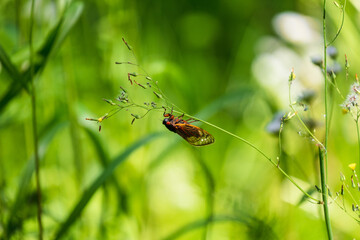Brood-X Cicada periodic 17 year hanging on small flowering plant. Green Background. Macro Close-Up