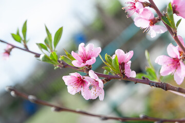 Obraz premium Peach blossom. Close-up of fresh pink peach flowers on branches against the sky, selective soft focus. Abstract natural background.
