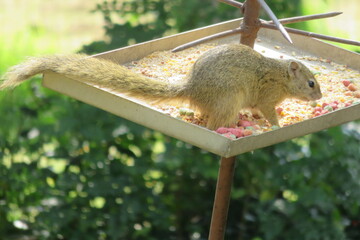 Closeup photograph of a cute yellow squirrel animal eating seeds from a metal bird feeder with a lush green garden in the background