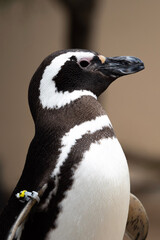 penguin on the beach