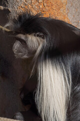 close up of a black faced spider