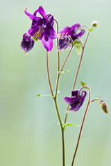 Purple aquilegia in front of a window, plucked in May