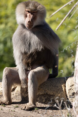 baboon sitting on a rock