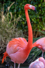 flamingo in the zoo