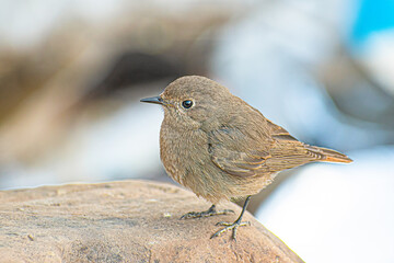beautiful female bird of the species Black Redstart Phoenicurus ochruros