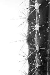 Cactus in close-up on white background, black and white
