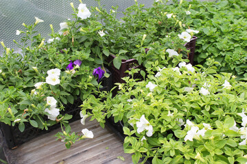Many pots of petunia seedlings in the gardener's shop. Blooming plants with white and blue flowers. - 435262343