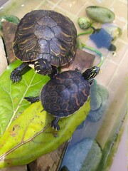 Two little turtles in the water 