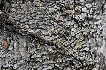 Fragment of gray birchbark