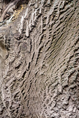 Tree bark background. The rough texture of the tree bark. Natural creative texture for editing and...