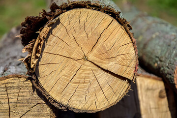 Sawn mature tree section with cracks and rings that tell it's age. Saw marks. Wooden surface, texture. Close up view of wood core. Selective Focus.