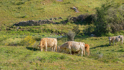 Green meadow with cows grazing and looking at the camera.