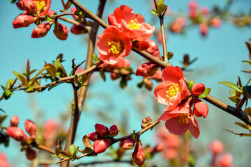 Flowering Japanese quince bush. Pink flowers on branches of shrub Japanese quince against blue sky. Beautiful spring flowering. Selective focus.