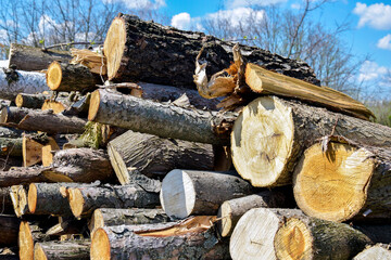 Pile of sawn wood of different diameters on background of blue sky with clouds. Close-up. Selective...