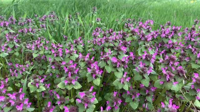 Lamium purpureum, wildflowers in the wind. Wildlife, Field of wild purple flowers. Horizontal video, 4K footage