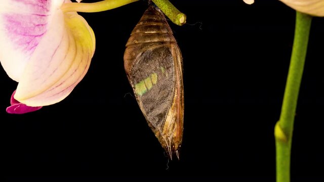 Prepona butterfly, birth, birth, time lapse on black background