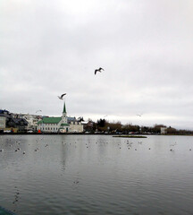 Blick auf den Hafen der isländischen Hauptstadt Reykjavik mit einer Kirche und Möwen