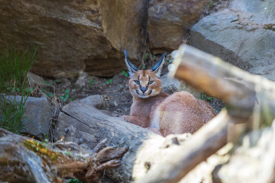 The large feline beast Karakal - Caracal - lies among the trees