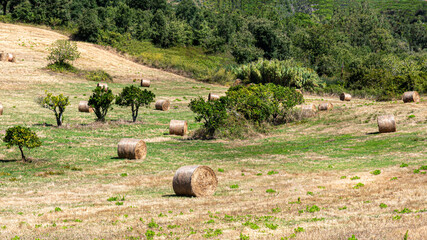 Round straw bales collected in the field