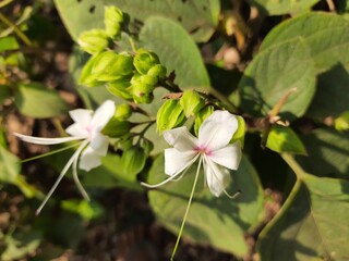 Clerodendrum trichotomum flower in Spring season. Clerodendrum trichotomum, the harlequin glorybower,glorytree or peanut butter tree,is a species of flowering plant in the family Lamiaceae. Wildflower