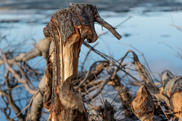 Trees in natural environment in boreal forest of Canada that have been chewed by a beaver on both...