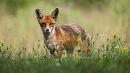 Red fox, vulpes vulpes, standing on blooming pasture in summer sunlight. Wild predator looking to the camera on meadow. Orange mammal watching in wildflowers.