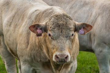 White cows with golden suit on green pasture land near Nejdek town