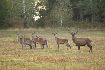 Herd of red deer, cervus elaphus, looking on field in autumn rutting season. Group of females with male animal standing on dry meadow in the morning. Stag wih hinds watching on glade.