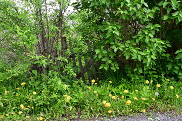 The old rickety wooden gate is barely visible among the grass and thickets of bushes