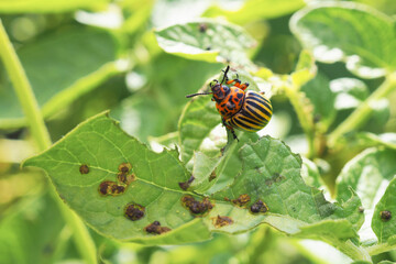 Colorado potato beetle hanging on a gnawed potato leaf. Close-up. An illustration about insects, pests of agricultural plants. Fighting the potato bug. Macro
