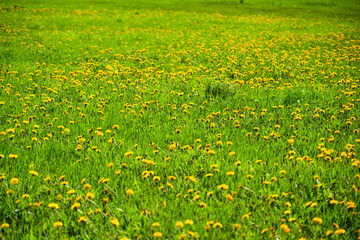 Obraz premium beautiful dandelions in the meadow, spring background
