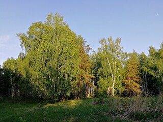 landscape with trees