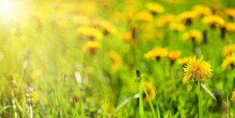 beautiful dandelions in the meadow, spring background