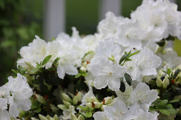 White Azalia flower shrub - obrazy, fototapety, plakaty