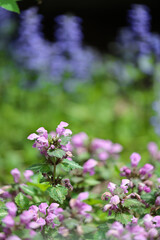Obraz premium Garden flowers