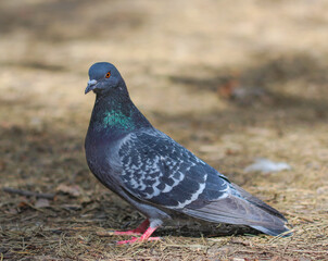 A blue pigeon in the forest walks on the ground