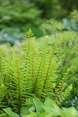 Garden soft green fern