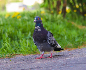 Ordinary urban blue pigeon close-up