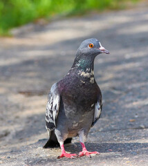 Ordinary urban blue pigeon close-up