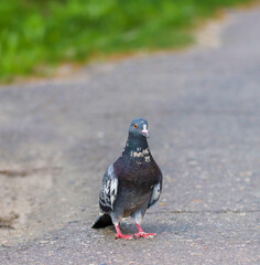 Ordinary urban blue pigeon close-up