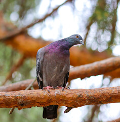 A blue pigeon sits on a pine branch in the forest