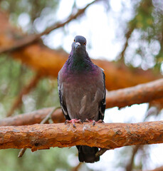 A blue pigeon sits on a pine branch in the forest